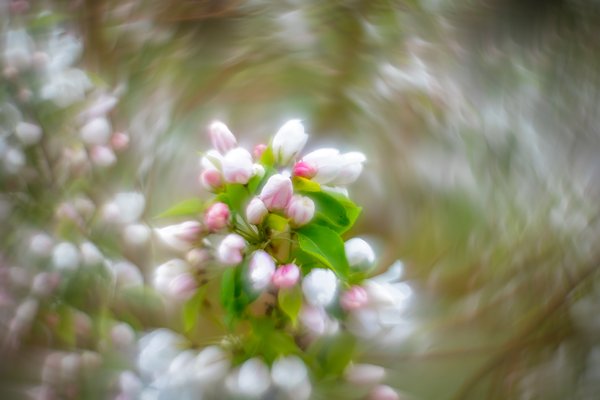 What goes around, Apple Tree, Thomas Drive, Strathmore, AB, 2024-05-22