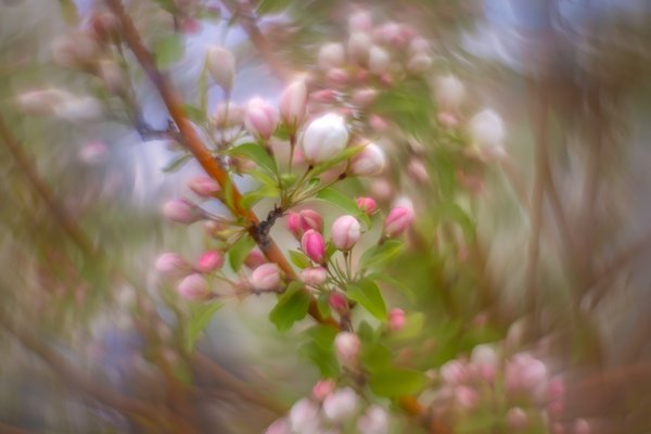 Redundant, Ornamental Apple Tree, Thomas Drive, Strathmore, AB, 2024-05-22