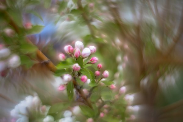 Sit a spell, Apple Tree, Thomas Drive, Strathmore, AB, 2024-05-22