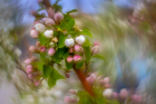 Mildly precocious, Apple Tree, Thomas Drive, Strathmore, AB, 2024-05-22