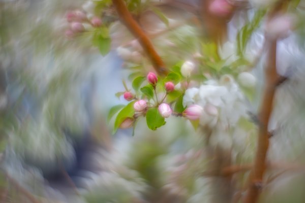 Same old same old, Apple Tree, Thomas Drive, Strathmore, AB, 2024-05-22