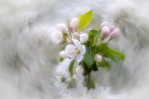 White on your wedding day, Apple Tree, Kinsmen Park, Strathmore, AB, 2024-05-22