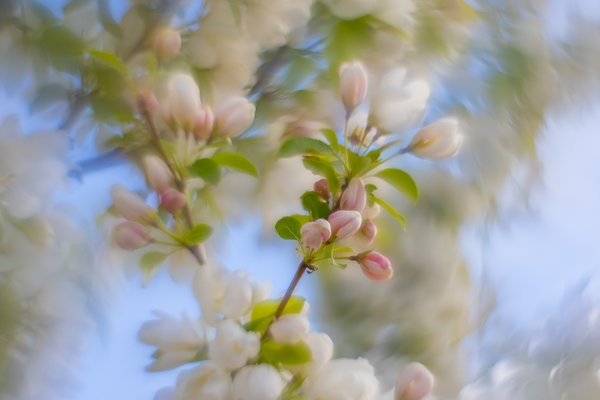 Those pastel colours, Apple Tree, Kinsmen Park, Strathmore, AB, 2024-05-22