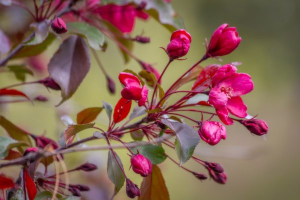 The long view, Ornamental Apple Tree, My Backyard, Strathmore, AB, 2024-05-22