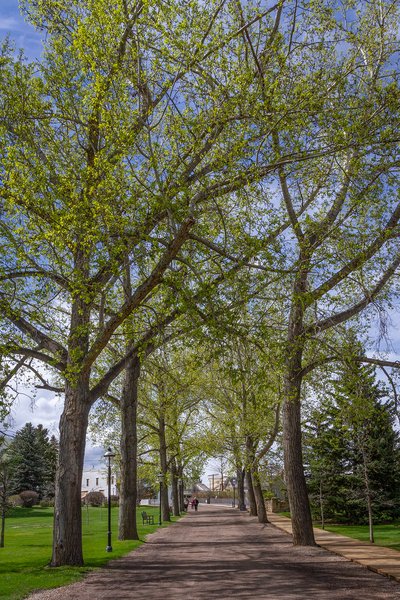 Tall trees, Heritage Park, Calgary, AB, 2024-05-25
