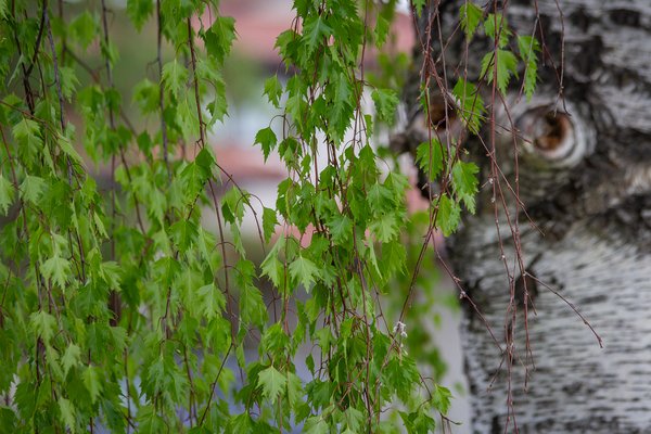 It weeps for you, My Front Yard, Strathmore, AB, 2024-05-26