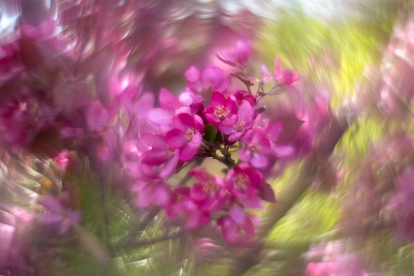 Blushing blossoms, Ornamental Crab, Quality Inn, Strathmore, AB, 2024-05-27