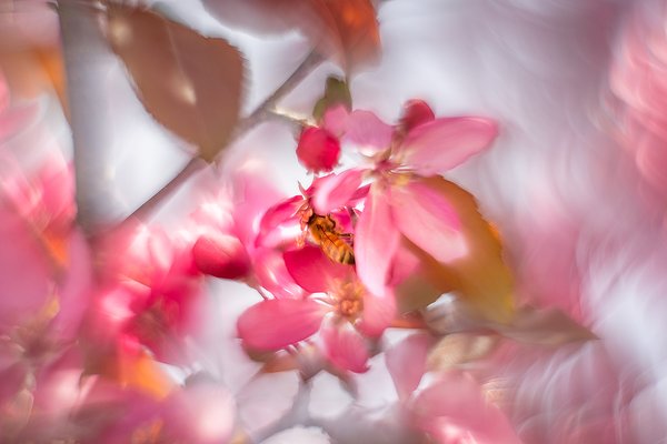 Wasp harvesting pollen, Ornamental Crab, Quality Inn, Strathmore, AB, 2024-05-27