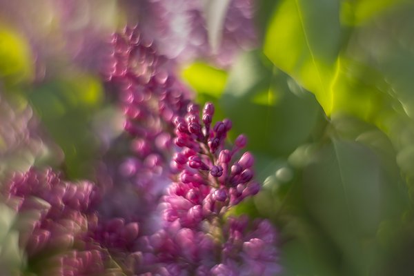 New pack of bulbs, Lambert Park, Strathmore, AB, 2024-05-27