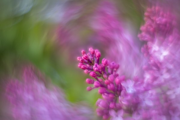 Purple nurples, Lambert Park, Strathmore, AB, 2024-05-27