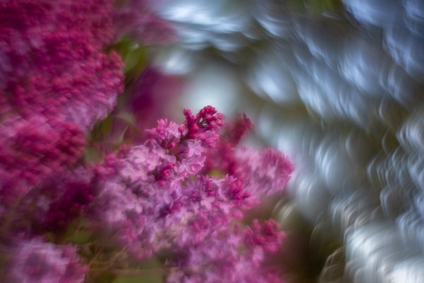 Purple whirlwind, Thornbriar Green, Strathmore, AB, 2024-05-30