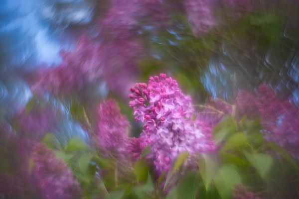 Blue sky over the lilacs, Thornbriar Green, Strathmore, AB, 2024-05-30