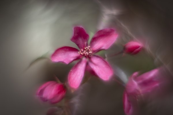 A bit crabby, Flowering Crab, My Backyard, Strathmore, AB, 2024-05-31