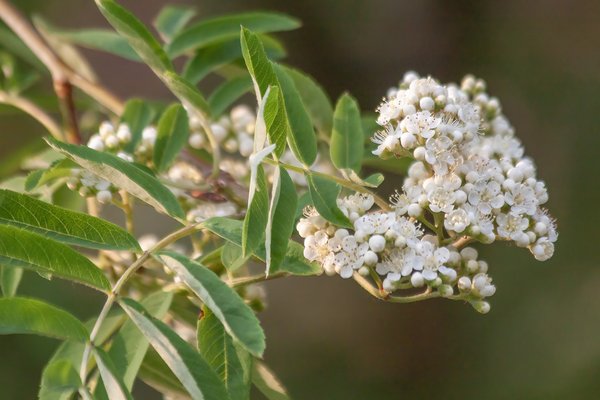 The taste of ash in your mouth, My Backyard, Strathmore, AB, 2024-05-30