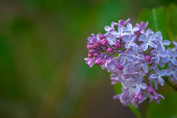 It creeps up on you, Lilacs, My Front Yard, Strathmore, AB, 2024-05-30