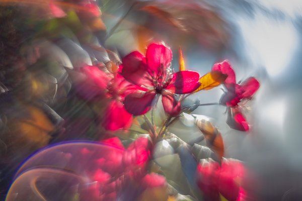 The light gets in your eyes, Flowering Crab, My Backyard, Strathmore, AB, 2024-05-31