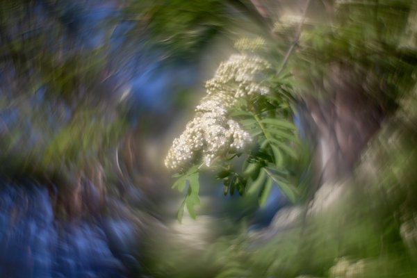 Hanging on for dear life, Mountain Ash, My Backyard, Strathmore, AB, 2024-05-31