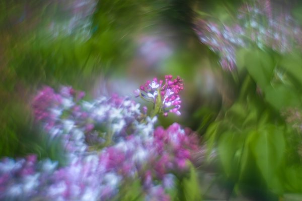 Racing toward the void, Lilacs, My Backyard, Strathmore, AB, 2024-05-31