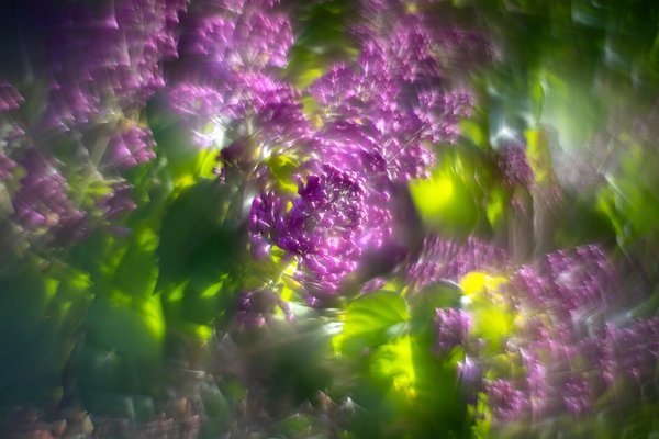 Hittin' the dance floor, Lilacs, My Backyard, Strathmore, AB, 2024-05-31