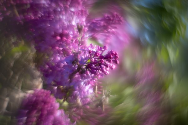 Whirlig, Lilacs, My Backyard, Strathmore, AB, 2024-05-31