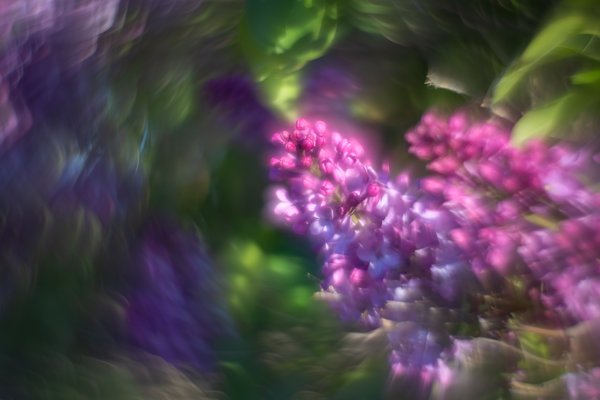 Late afternoon delight, Lilacs, My Backyard, Strathmore, AB, 2024-05-31
