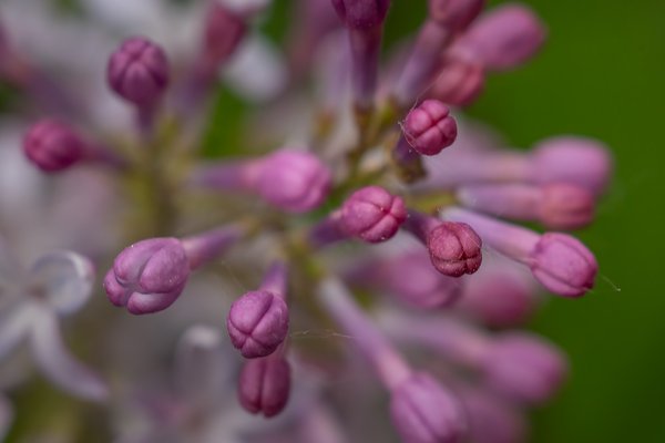 Pretty purple pokies, Lilacs, My Backyard, Strathmore, AB, 2024-06-03