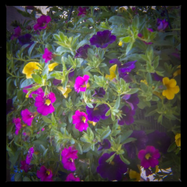 Bursting basket, My Front Yard, Strathmore, AB, 2024-06-04