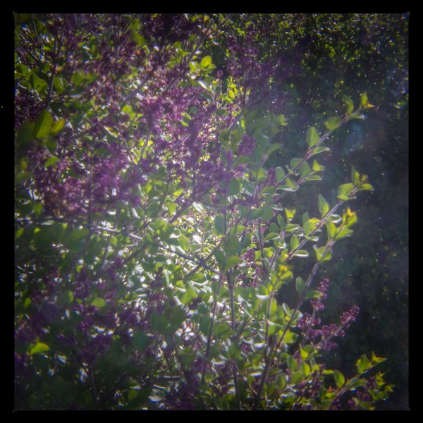 Purple people greeter, My Front Yard, Strathmore, AB, 2024-06-04
