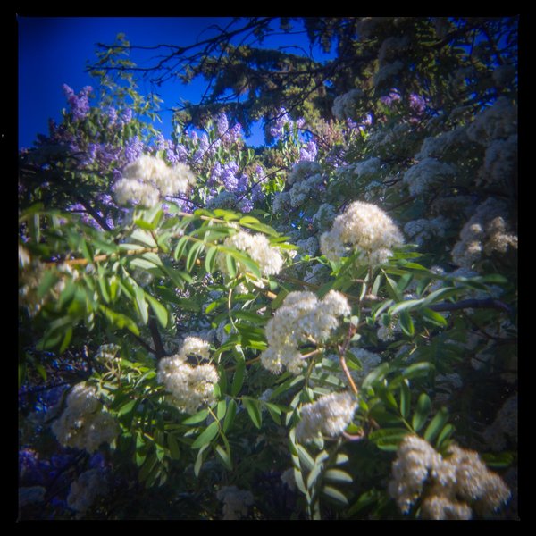 Bright bunches, Mountain Ash, My Backyard, Strathmore, AB, 2024-06-04