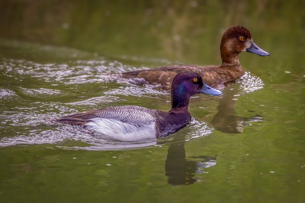 The happy couple, Canal on Thomas Drive, Strathmore, AB, 2024-06-06