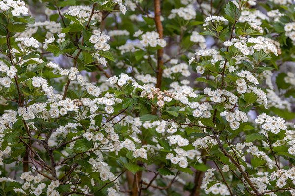Overlooked blossoms, Trail on Thomas Drive, Strathmore, AB, 2024-06-06