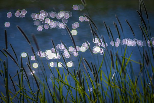 Bubbles on the water, Irrigation Canal, Strathmore, AB, 2024-06-07
