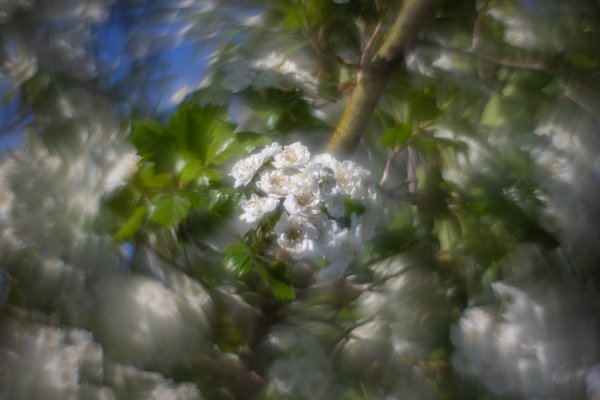 Three in a tree, Thomas Drive, Strathmore, AB, 2024-06-07