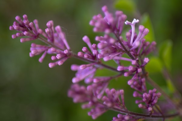 You're so immature, Lilacs, My Front Yard, Strathmore, AB, 2024-06-07