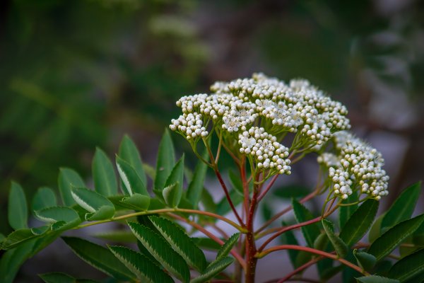 Late to the party, Mountain Ash, My Backyard, Strathmore, AB, 2024-06-10