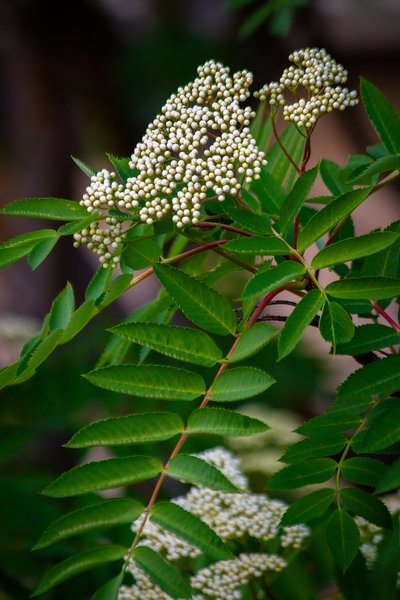 On top of the world, Mountain Ash, My Backyard, Strathmore, AB, 2024-06-10