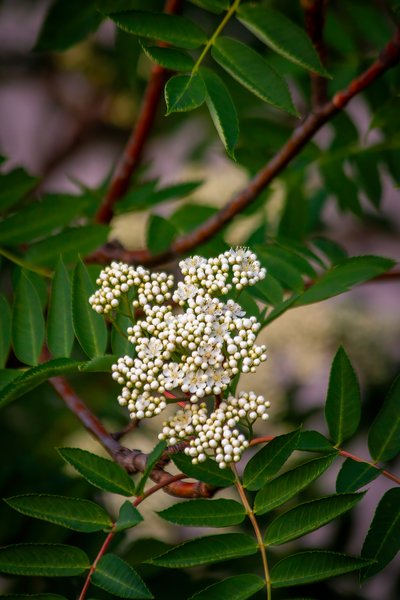 Caught in the web, Mountain Ash, My Backyard, Strathmore, AB, 2024-06-10