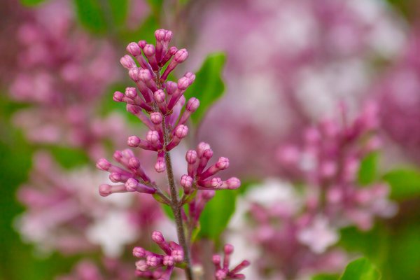 Most satisfactory, Lilacs, My Front Yard, Strathmore, AB, 2024-06-10