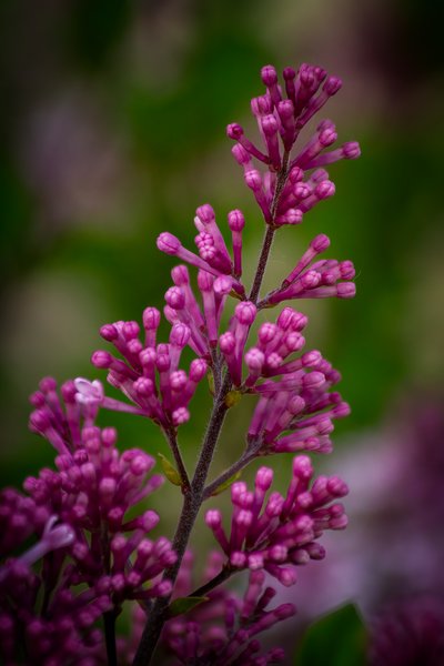 Grand entrance, Lilacs, My Front Yard, Strathmore, AB, 2024-06-10