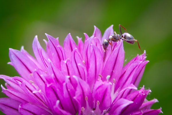 Ants in my plants, My Front Yard, Strathmore, AB, 2024-06-10