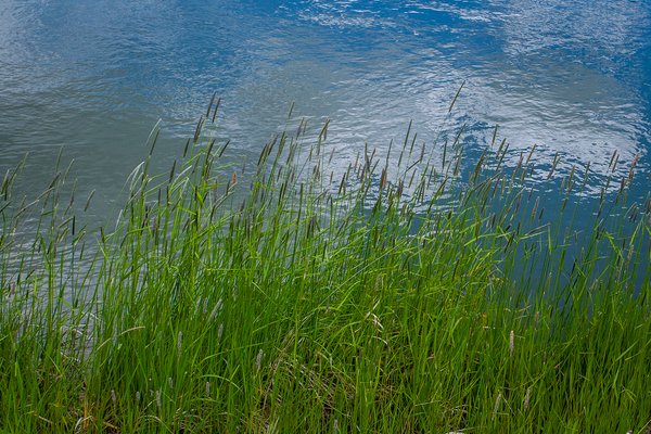 Your grass is ass, Irrigation Canal on Thomas, Strathmore, AB, 2024-06-12