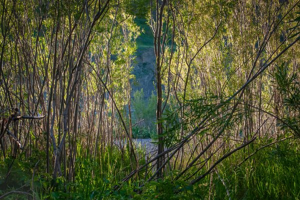 Through the brush, Bow River, Wyndham Carseland Park, AB, 2024-06-12