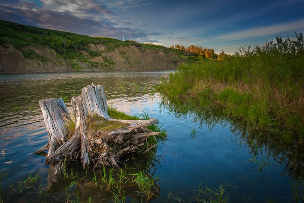 Stumped, Bow River, Wyndham Carseland Park, AB, 2024-06-12