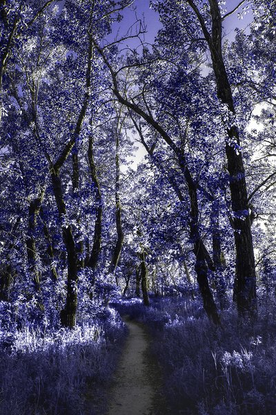 A bit blue, Bow River, Wyndham Carseland Park, AB, 2024-06-12