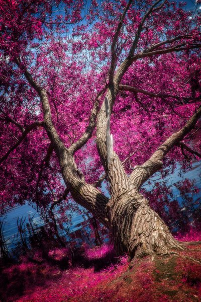 Reach for it, False Colour Faux Infrared, Strathmore, AB, 2024-06-13