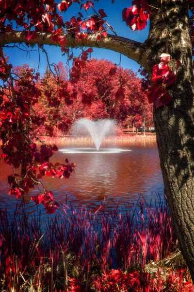 Fountain of youth, False Colour Faux Infrared, Strathmore, AB, 2024-06-13