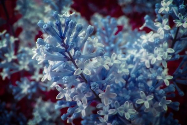 Blue Lilacs, False Colour Faux Infrared, Strathmore, AB, 2024-06-13