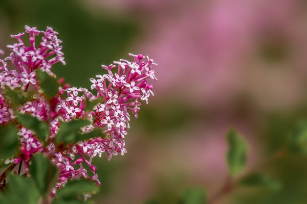 Enter stage left, Lilacs, My Front Yard, Strathmore, AB, 2024-06-14