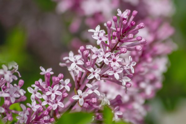 More of the same, Lilacs, My Front Yard, Strathmore, AB, 2024-06-14
