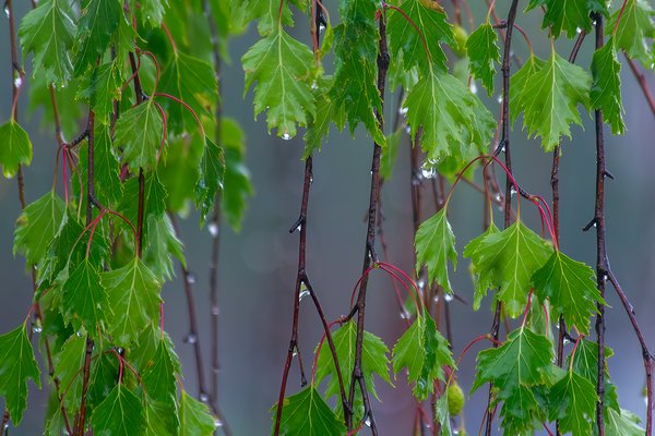 What remains, My Front Yard, Strathmore, AB, 2024-06-15